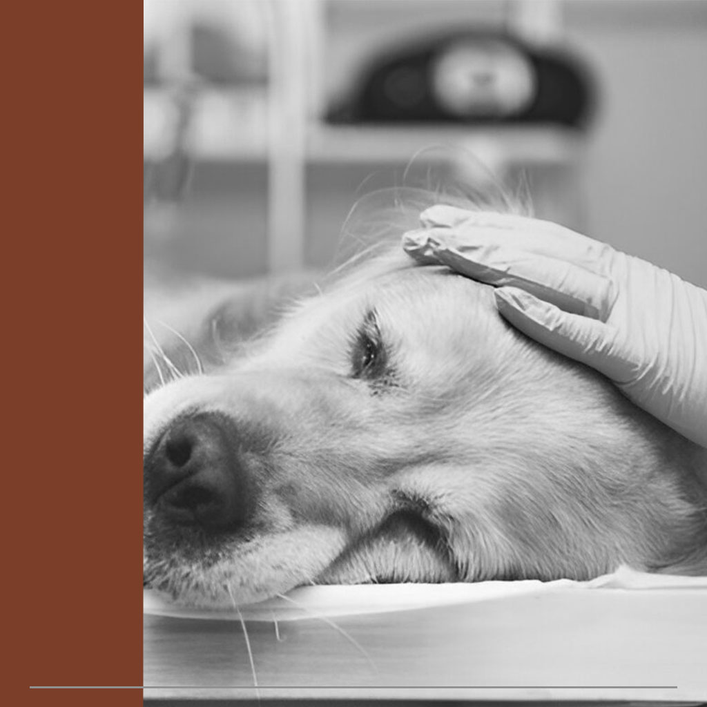 مسئولیت دامپزشک در برابر آسیب یا مرگ حیوان