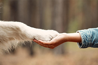 قرارداد واگذاری سرپرستی حیوان خانگی